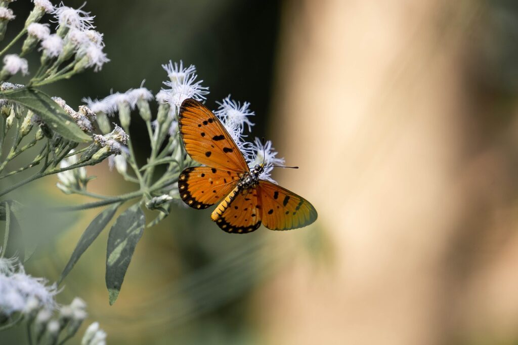 butterfly, nature, flo-4923822.jpg