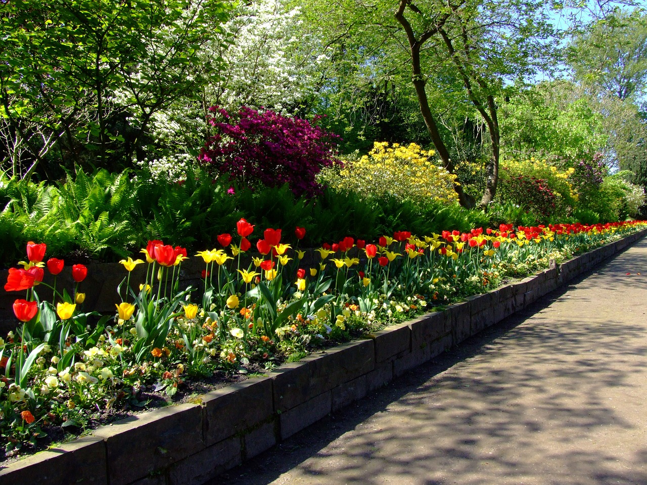 tulips, tulip bed, north park-174596.jpg